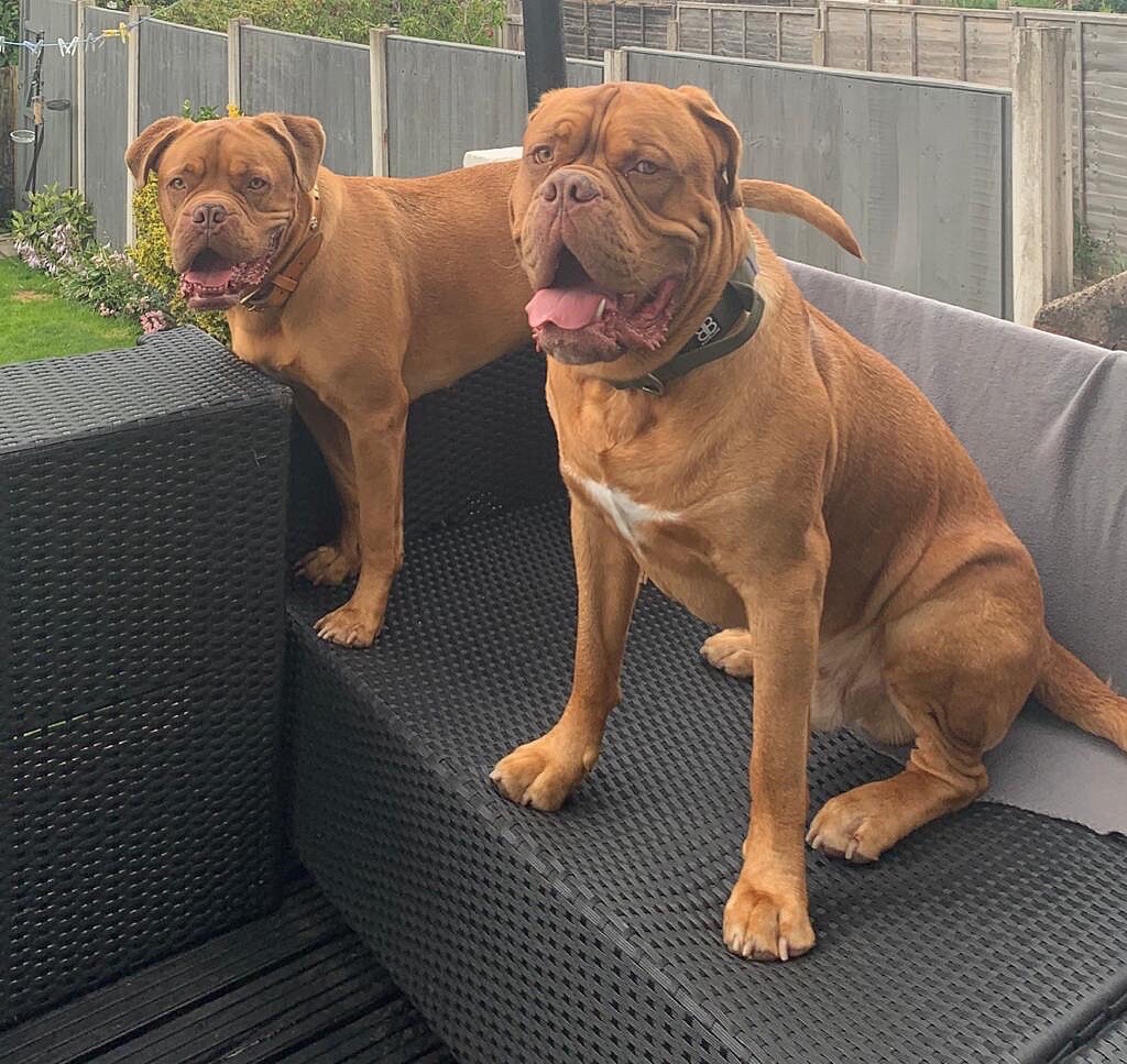 available dachshund puppies